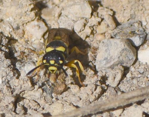 Antepipona sp.